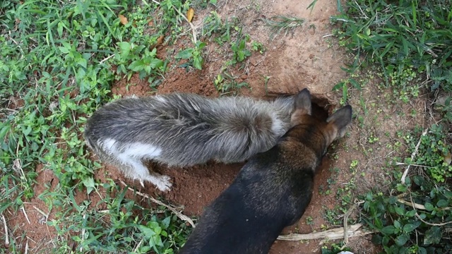 棕色的狗在土地里挖洞视频素材