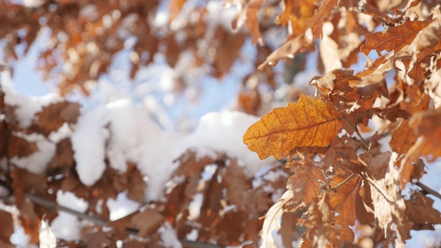 雪花和冰冻植被的晶体慢动作1920X1080 HD footage -慢动作金色橡树叶子在下雪的树枝特写1080p全高清视频视频下载