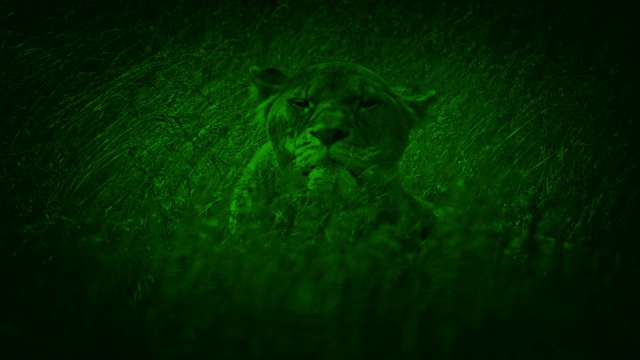 夜视母狮在长草中抬头视频素材
