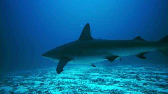 在深蓝色的海洋中，近距离掠过银色尖鲨，水下拍摄视频素材