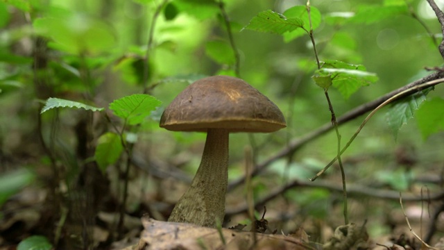 人工采收生长在森林中的蘑菇视频下载