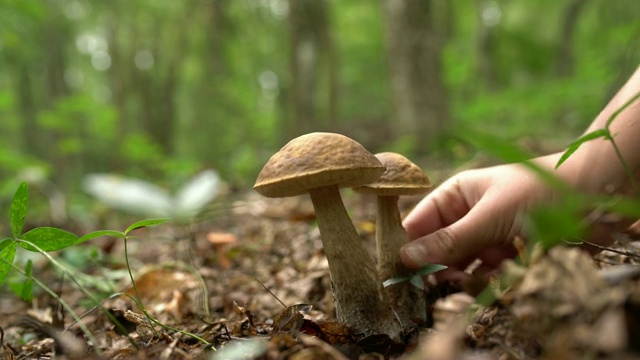 在森林里手工采摘蘑菇视频下载