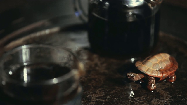 黑茶石桌陶瓷龟形热水高清画面视频素材