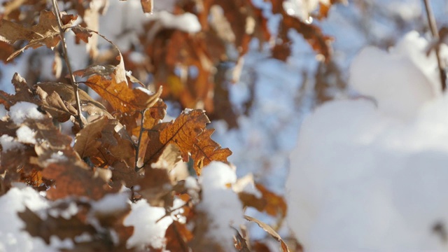 第一场雪在金色树叶树枝上特写4K 2160p 30fps超高清镜头-美丽的橡树树叶冬天背景3840X2160超高清视频视频下载