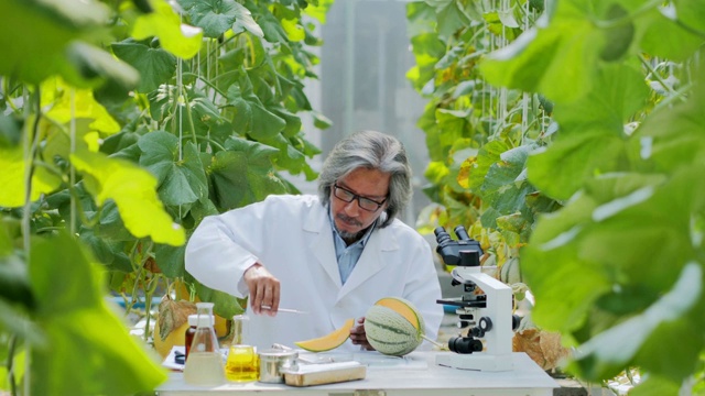 大褂高级农艺师在温室中监督幼苗的生长。植物关爱和保护理念。4.0行业视频下载