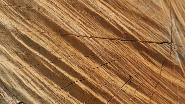 3840X2160超高清视频:木材横截面裂缝的特写与年轮视频下载