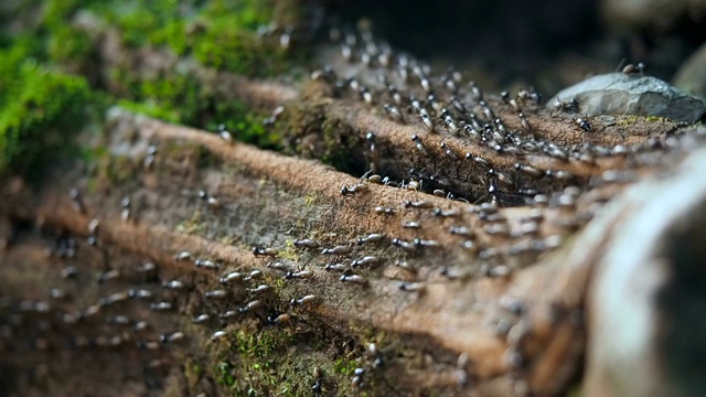 近距离鸟瞰图黑色蚂蚁移动在地面上lansium寄生树干在热带气候视频下载