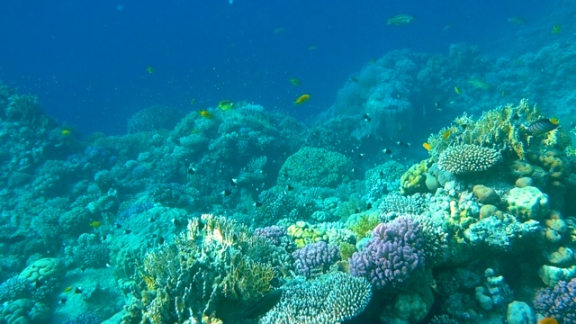 水下多彩的热带鱼和美丽的珊瑚。埃及沙姆沙伊赫红海视频素材