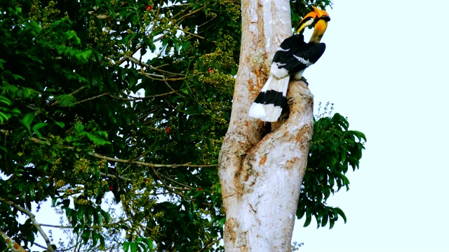 这只犀鸟正在树上的一个木罐里进食。视频下载