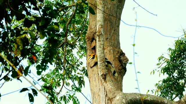 这只犀鸟正在树上的一个木罐里进食。视频素材