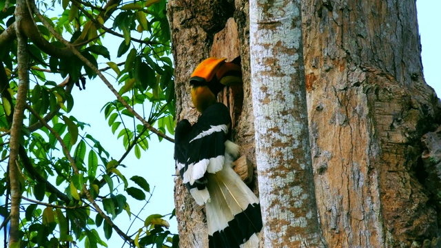 这只犀鸟正在树上的一个木罐里进食。视频素材