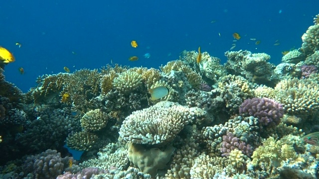 水下多彩的热带鱼和美丽的珊瑚。埃及沙姆沙伊赫红海视频素材