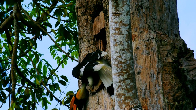 这只犀鸟正在树上的一个木罐里进食。视频下载