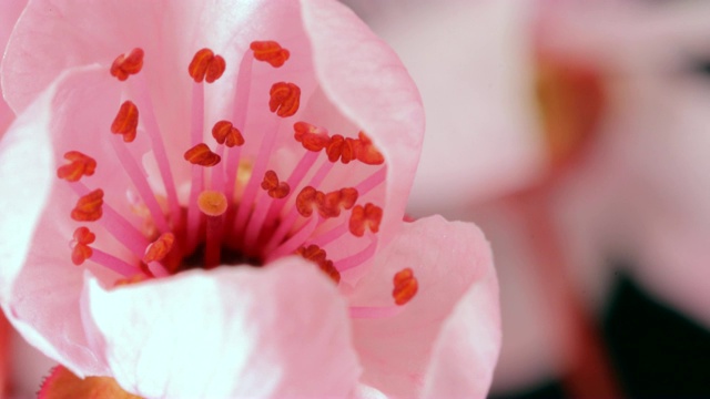 粉红色的樱花盛开-樱花视频素材