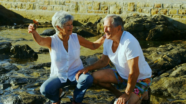 一对老年夫妇在海边抱着一只4k鸟视频下载