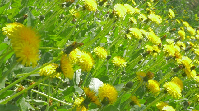 美丽的黄色蒲公英花蕾在草地上4K 2160p 30fps超高清视频视频素材
