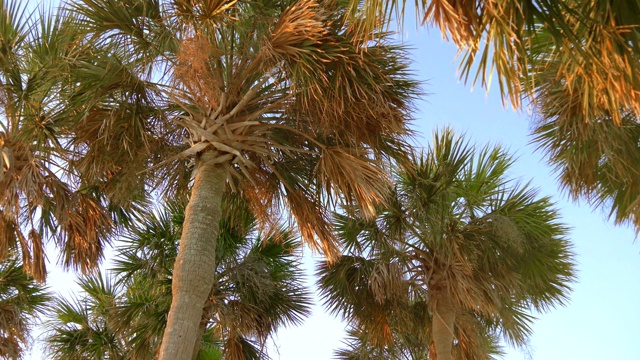 椰子树，美丽的热带背景视频素材