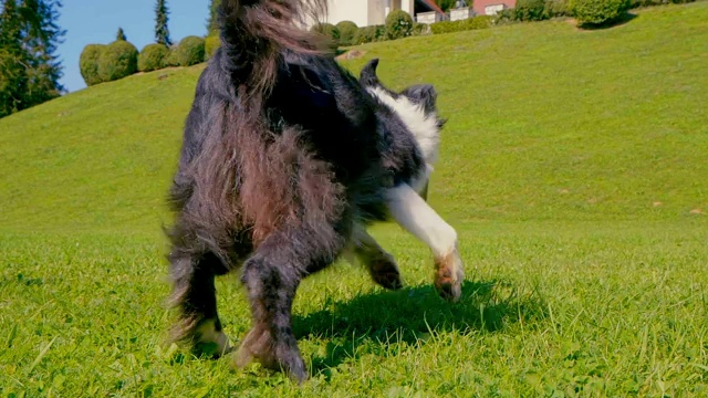 边境牧羊犬在绿色草地上奔跑，咬着木制品。视频下载