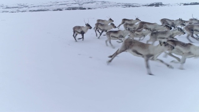 冰岛，驯鹿奔跑在遥远的冰雪覆盖的土地上视频素材