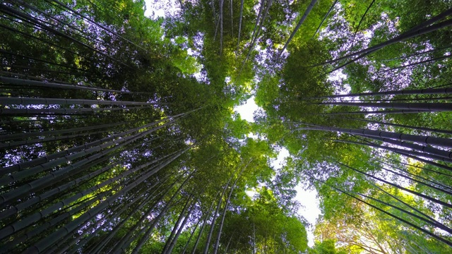京都岚山美丽的竹林视频下载