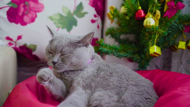 苏格兰折耳猫在家里用圣诞树装饰舔自己视频素材