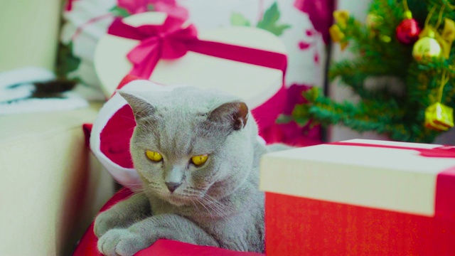 苏格兰折猫品种皱眉和看起来恼怒的家里圣诞树装饰视频素材