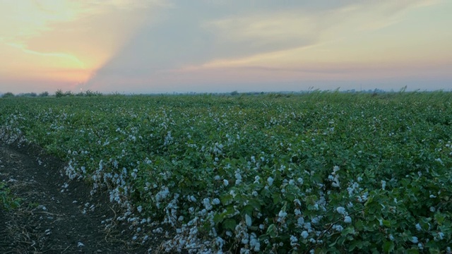 日落时分，白棉田在农村的田园风光中生长。日出农业概念。视频素材