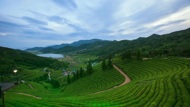 全罗南道博成县的绿茶田视频素材