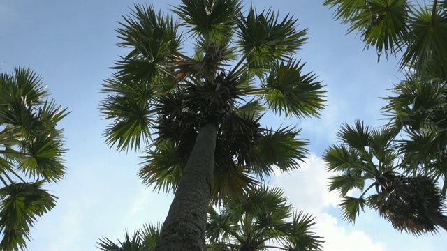 4 k:棕榈树视频下载