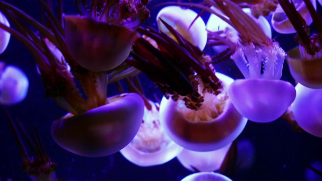 水下水母的抽象视图视频素材
