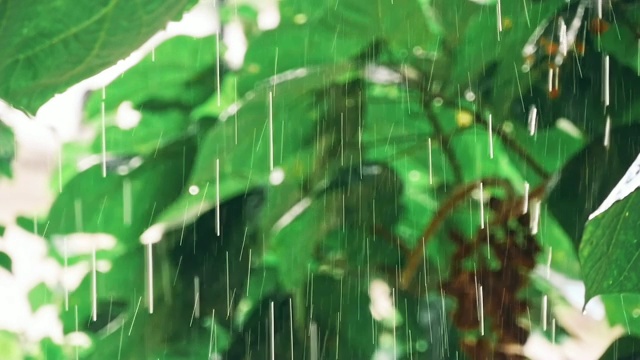 热带森林的大雨。视频素材