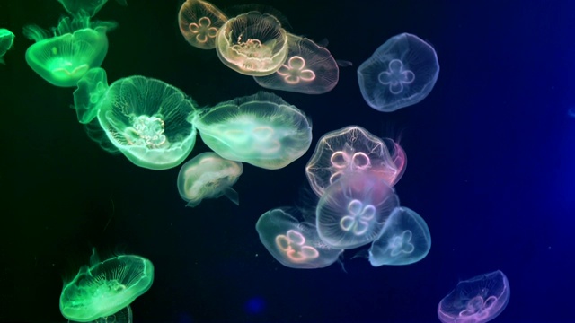水下水母的抽象视图视频素材