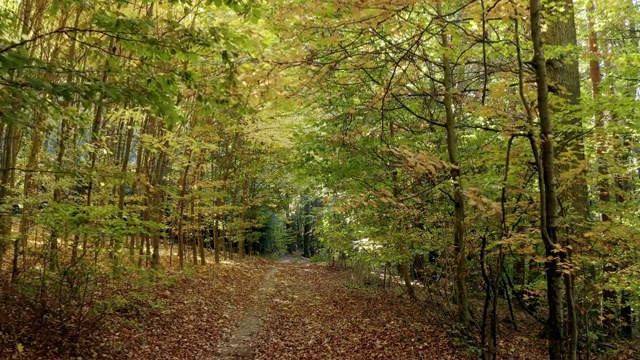 穿过落叶的秋林视频素材