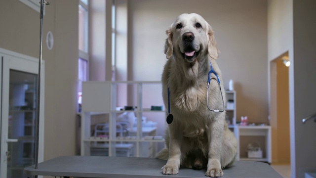 猎犬坐在宠物诊所听诊器视频下载