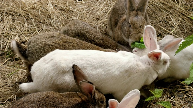 农场里有许多兔子在地上跳，吃草视频素材