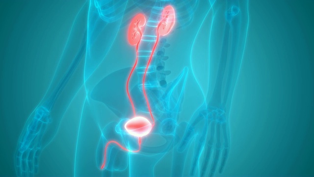 人体泌尿系统肾脏与膀胱解剖学视频素材