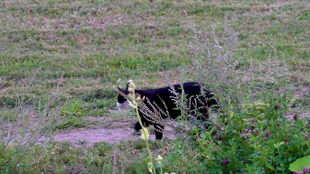 草坪外有一只白眼睛的黑猫视频素材
