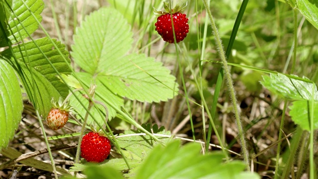 森林浆果草莓近距离视频下载