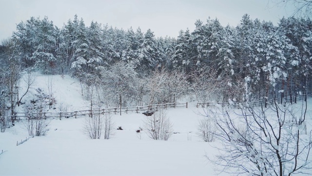 冬季森林的景色。视频下载