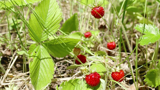 森林里的野草莓视频下载