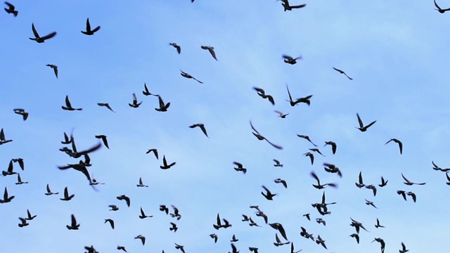 巨大的鸟群遮住了天空视频素材