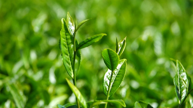 绿茶的叶子和芽视频下载