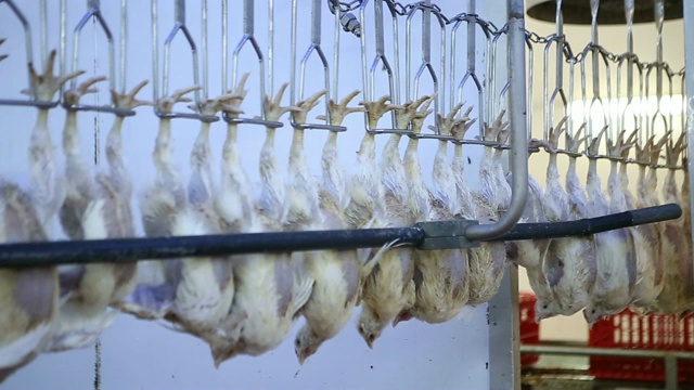 家禽养殖场的鸡肉加工生产线。视频下载