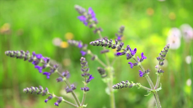 一穗紫色的野花被风吹动在一片绿色的没有聚焦的田野里视频下载