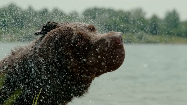 CU Super slow motion dog shaking water off fur at riverside视频素材