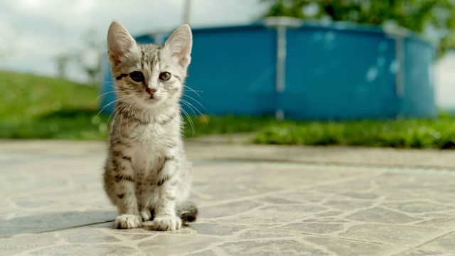 MS肖像条纹小猫坐在阳光明媚的庭院视频素材
