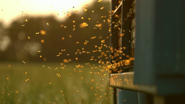超级慢动作蜜蜂飞行，盘旋在蜂巢视频素材