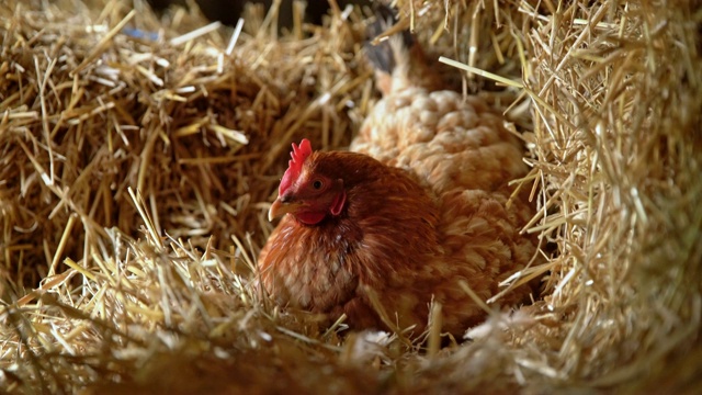 母鸡在干草中下蛋视频素材