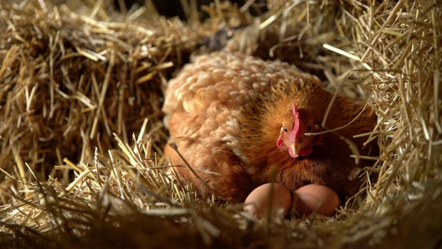 母鸡坐在干草中的鸡蛋上视频素材