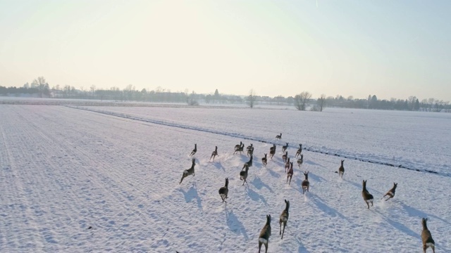 狍子在白雪覆盖的田野里奔跑视频素材